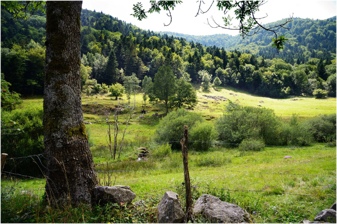 C027-Hinteralfeld%20(Lac%20d'Alfeld%20Haut-Rhin)