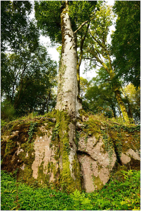 C066-Bois%20Etobon%20(Haute%20Saone)