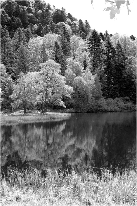 NB042-Etang%20du%20Petit%20Haut%20(Territoire%20de%20Belfort)